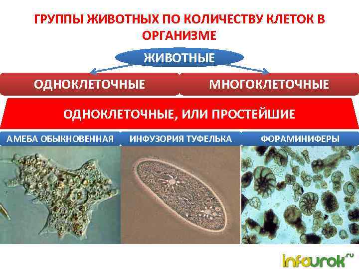 Многоклеточные организмы презентация 5 класс