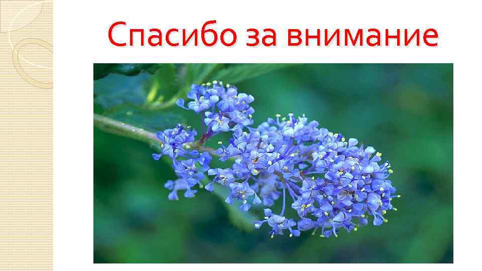 Спасибо за внимание 