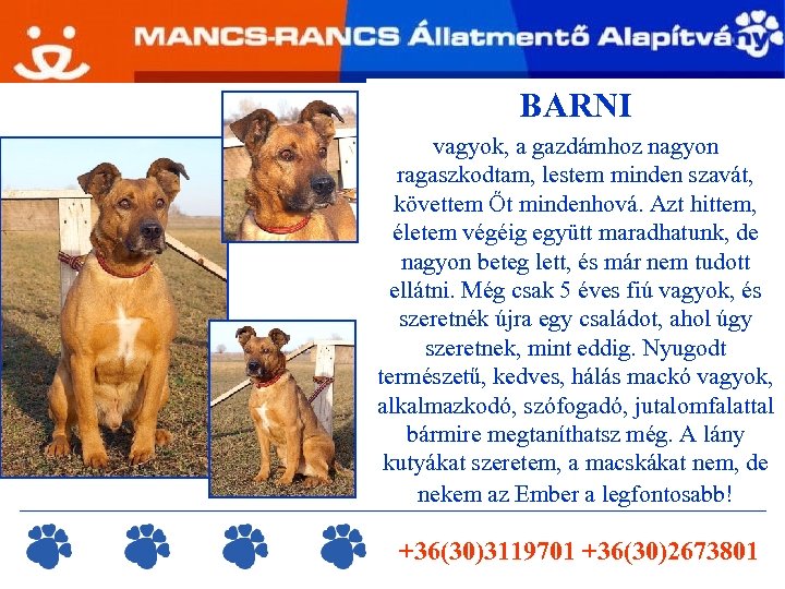 BARNI vagyok, a gazdámhoz nagyon ragaszkodtam, lestem minden szavát, követtem Őt mindenhová. Azt hittem,