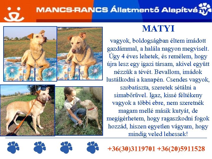 MATYI vagyok, boldogságban éltem imádott gazdámmal, a halála nagyon megviselt. Úgy 4 éves lehetek,