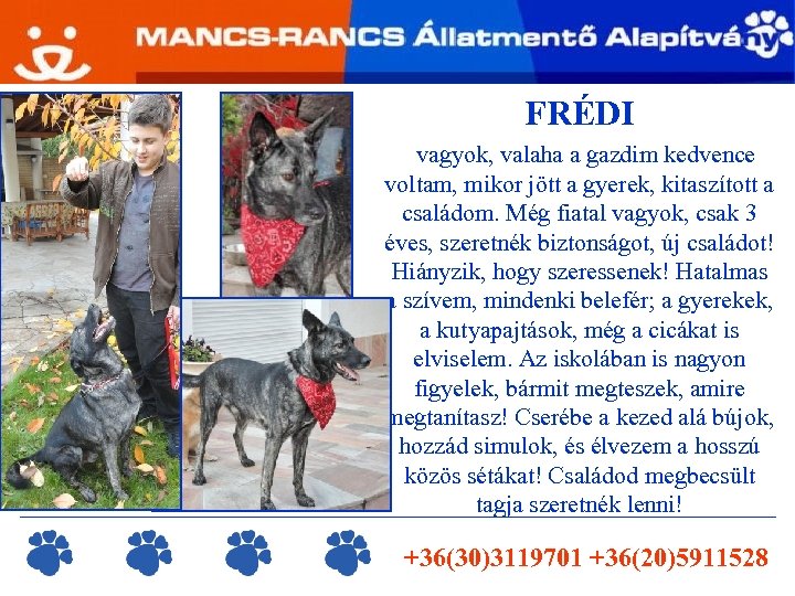 FRÉDI vagyok, valaha a gazdim kedvence voltam, mikor jött a gyerek, kitaszított a családom.