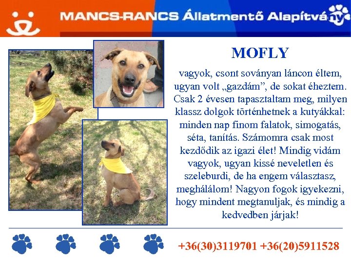 MOFLY vagyok, csont soványan láncon éltem, ugyan volt „gazdám”, de sokat éheztem. Csak 2