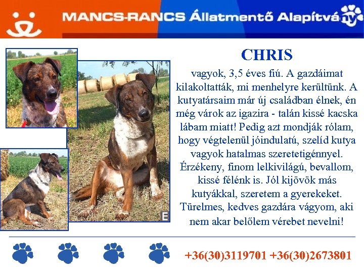 CHRIS vagyok, 3, 5 éves fiú. A gazdáimat kilakoltatták, mi menhelyre kerültünk. A kutyatársaim