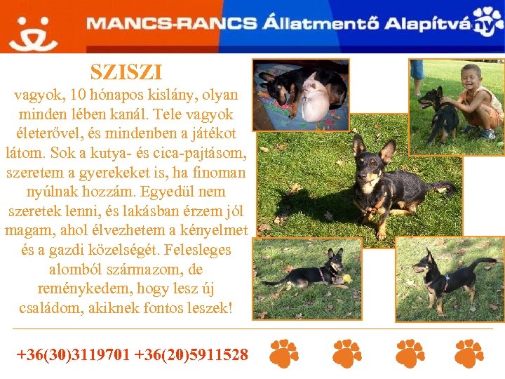 SZISZI vagyok, 10 hónapos kislány, olyan minden lében kanál. Tele vagyok életerővel, és mindenben