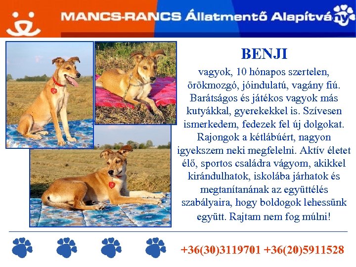 BENJI vagyok, 10 hónapos szertelen, örökmozgó, jóindulatú, vagány fiú. Barátságos és játékos vagyok más