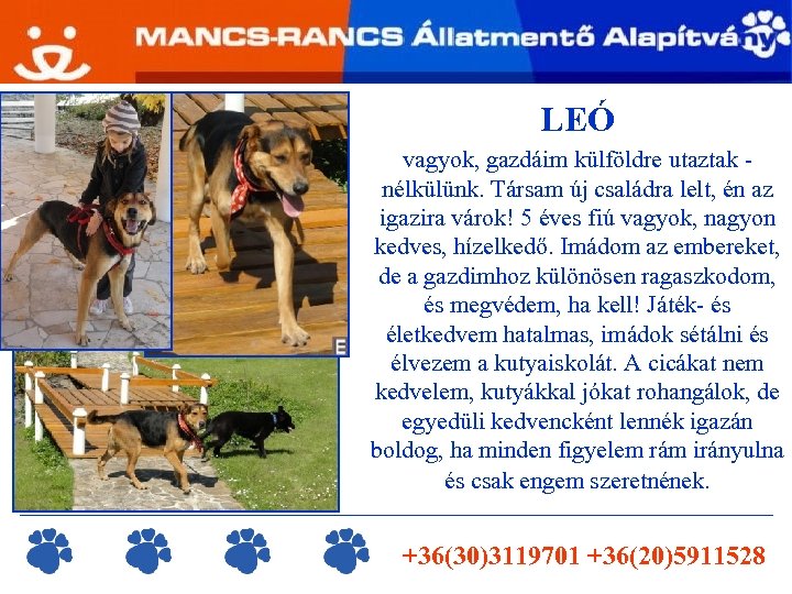 LEÓ vagyok, gazdáim külföldre utaztak - nélkülünk. Társam új családra lelt, én az igazira