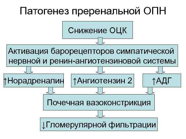 Патогенез преренальной ОПН Снижение ОЦК Активация барорецепторов симпатической нервной и ренин-ангиотензиновой системы ↑Норадреналин ↑Ангиотензин