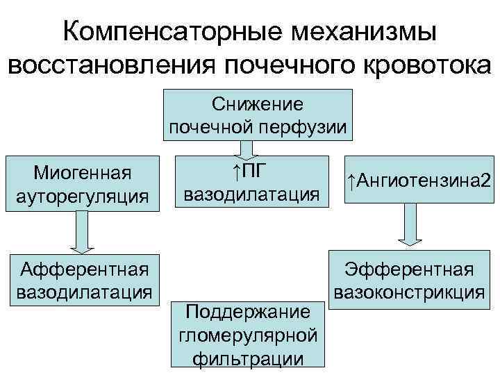 Компенсаторные механизмы восстановления почечного кровотока Снижение почечной перфузии Миогенная ауторегуляция Афферентная вазодилатация ↑ПГ вазодилатация