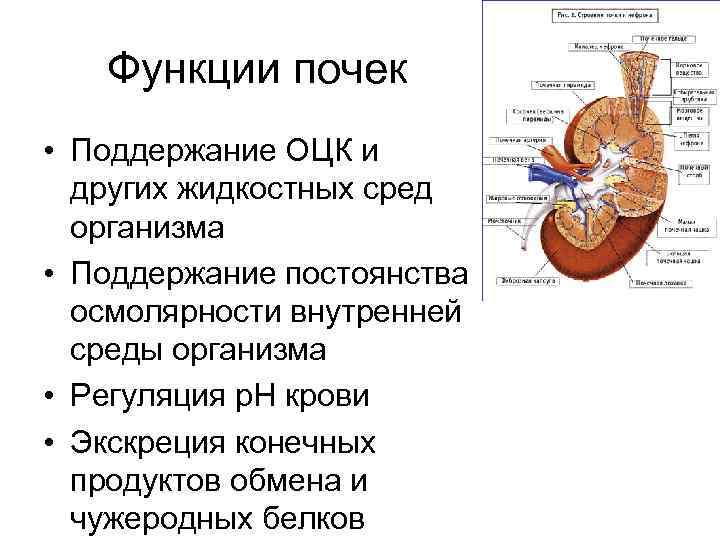 Функции почек • Поддержание ОЦК и других жидкостных сред организма • Поддержание постоянства осмолярности