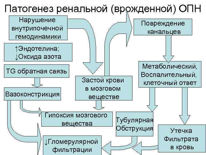 Патогенез ренальной (врожденной) ОПН Нарушение внутрипочечной гемодинамики Повреждение канальцев ↑Эндотелина; ↓Оксида азота TG обратная