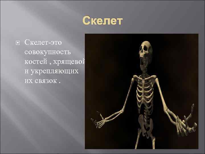 Внутренний скелет это. Скелет. Хрящевой скелет человека. Скелет человека совокупность костей.