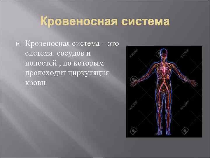 Кровеносная система – это система сосудов и полостей , по которым происходит циркуляция крови