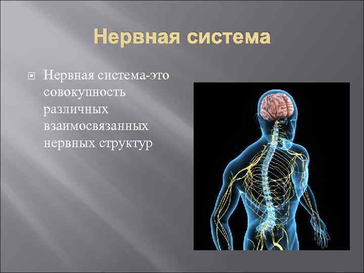 Нервная система Нервная система-это совокупность различных взаимосвязанных нервных структур 