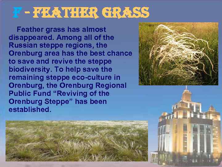 f - feather grass Feather grass has almost disappeared. Among all of the Russian