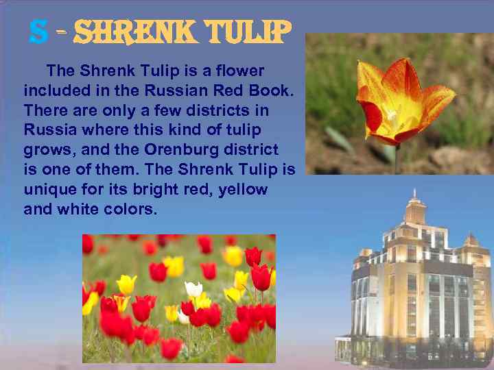 s - shrenk tulip The Shrenk Tulip is a flower included in the Russian