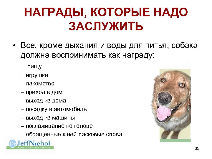 НАГРАДЫ, КОТОРЫЕ НАДО ЗАСЛУЖИТЬ • Все, кроме дыхания и воды для питья, собака должна