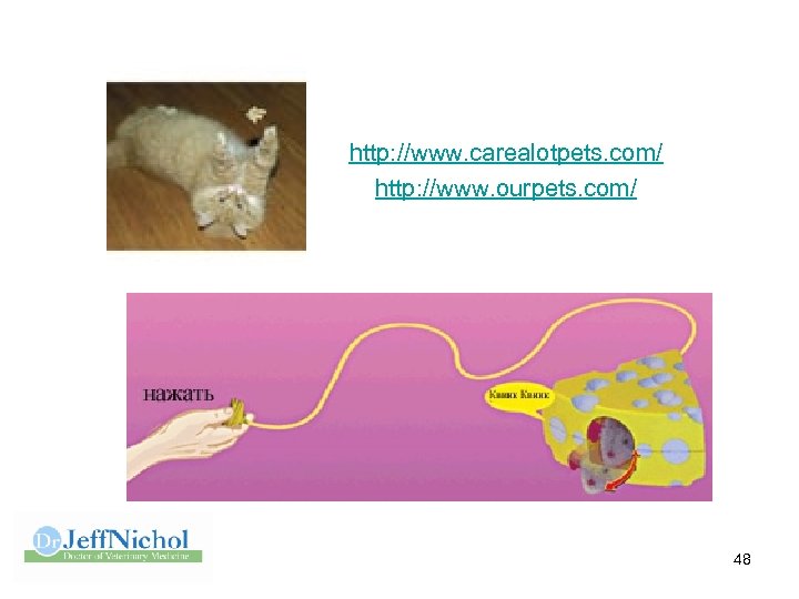 http: //www. carealotpets. com/ http: //www. ourpets. com/ 48 