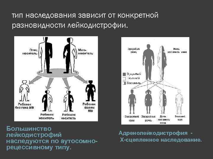 тип наследования зависит от конкретной разновидности лейкодистрофии. Большинство лейкодистрофий наследуются по аутосомнорецессивному типу. Адренолейкодистрофия