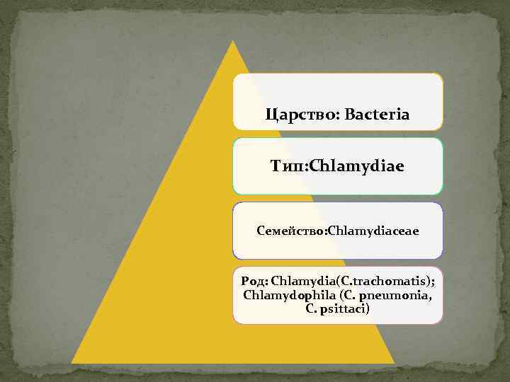 Царство: Bacteria Тип: Chlamydiae Семейство: Chlamydiaceae Род: Chlamydia(C. trachomatis); Chlamydophila (C. pneumonia, C. psittaci)