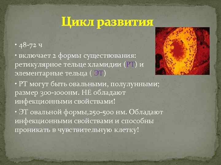 Элементарные тельца хламидий. Хламидии формы существования. Элементарные и ретикулярные тельца хламидий. Ретикулярные тельца хламидий. Ретикулярный цикл хламидии.