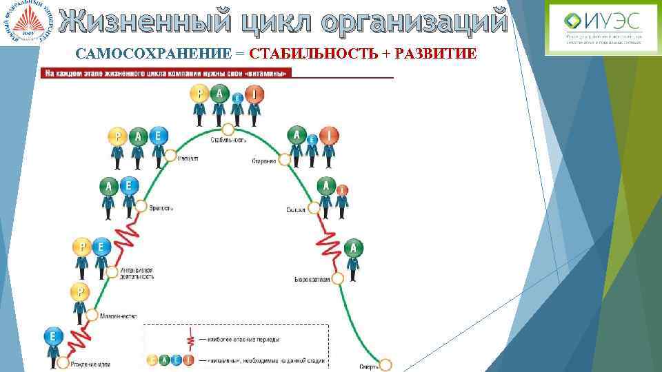 Жизненный цикл организаций САМОСОХРАНЕНИЕ = СТАБИЛЬНОСТЬ + РАЗВИТИЕ 