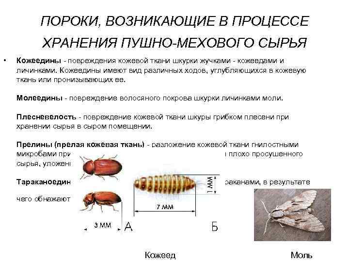 Меховой урчатель ленивый мяукатель картинки