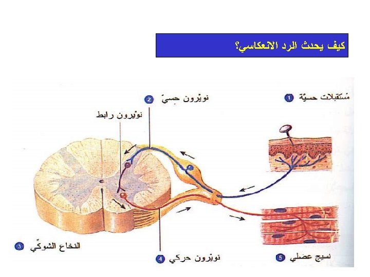  ﻛﻴﻒ ﻳﺤﺪﺙ ﺍﻟﺮﺩ ﺍﻻﻧﻌﻜﺎﺳﻲ؟ 