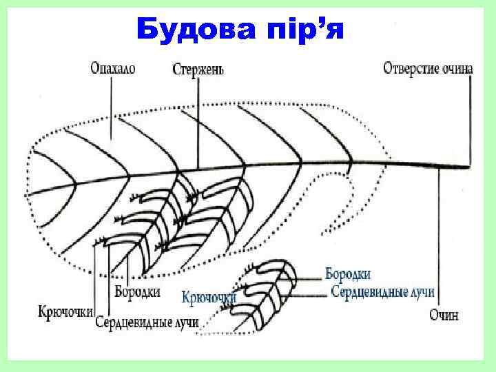 Будова пір’я 