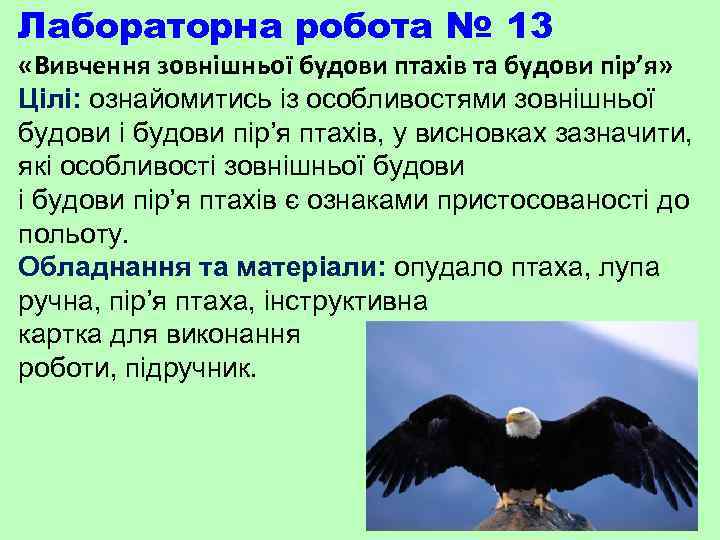 Лабораторна робота № 13 «Вивчення зовнішньої будови птахів та будови пір’я» Цілі: ознайомитись із