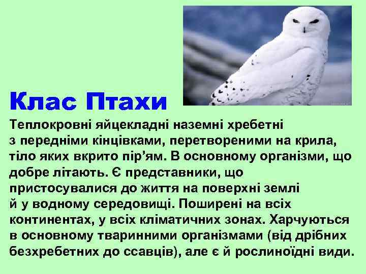 Клас Птахи Теплокровні яйцекладні наземні хребетні з передніми кінцівками, перетвореними на крила, тіло яких