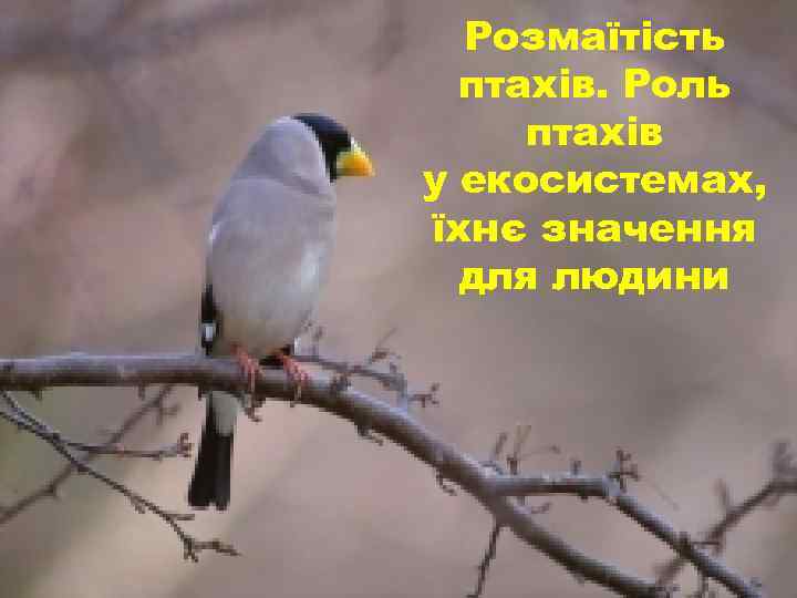 Розмаїтість птахів. Роль птахів у екосистемах, їхнє значення для людини 