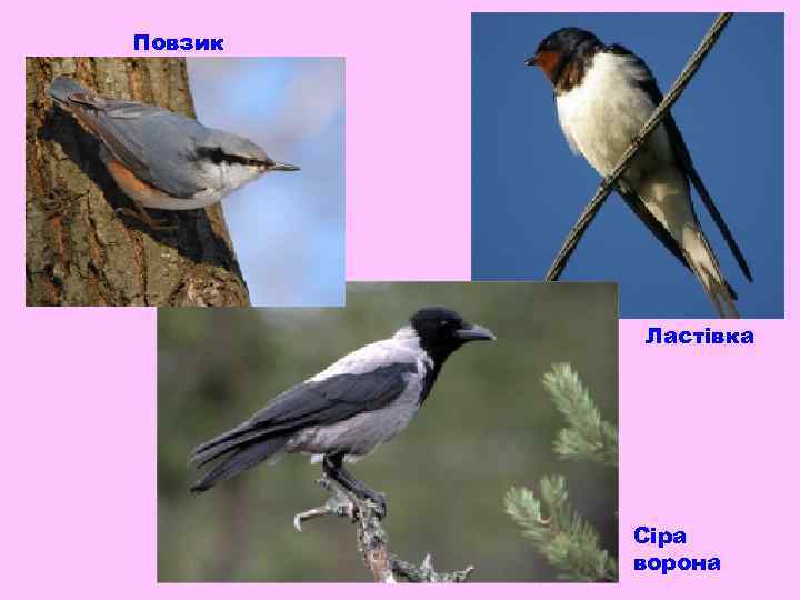 Повзик Ластівка Сіра ворона 