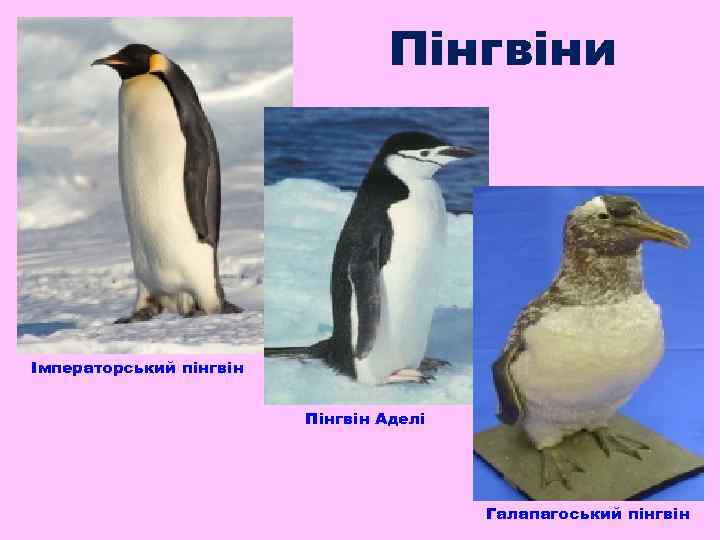 Пінгвіни Імператорський пінгвін Пінгвін Аделі Галапагоський пінгвін 