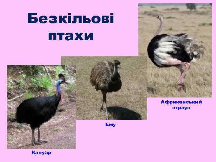 Безкільові птахи Африканський страус Ему Казуар 