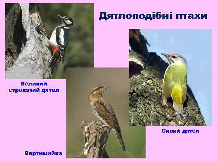 Дятлоподібні птахи Великий строкатий дятел Сивий дятел Вертишийка 