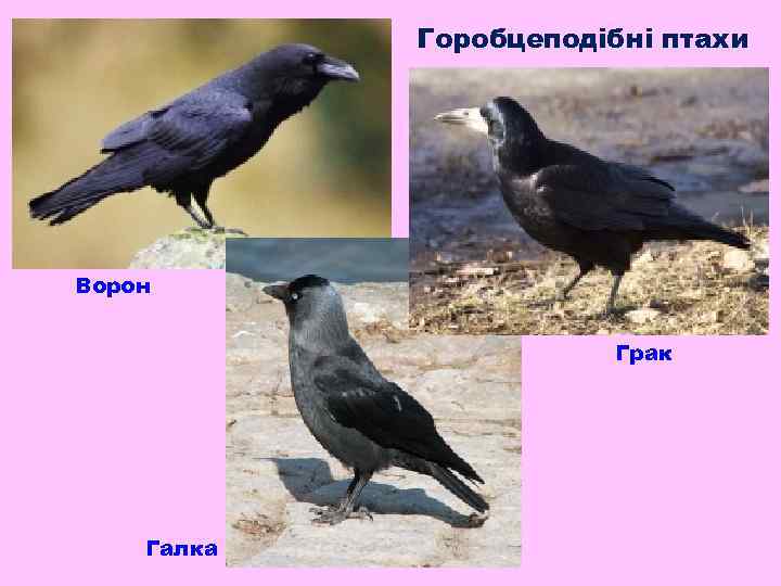 Горобцеподібні птахи Ворон Грак Галка 