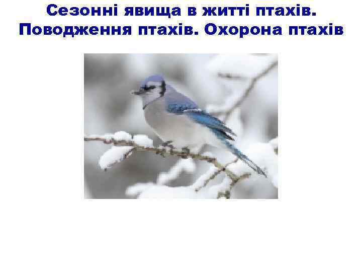 Сезонні явища в житті птахів. Поводження птахів. Охорона птахів 