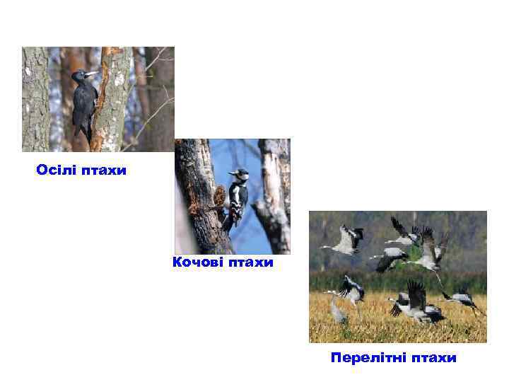 Осілі птахи Кочові птахи Перелітні птахи 
