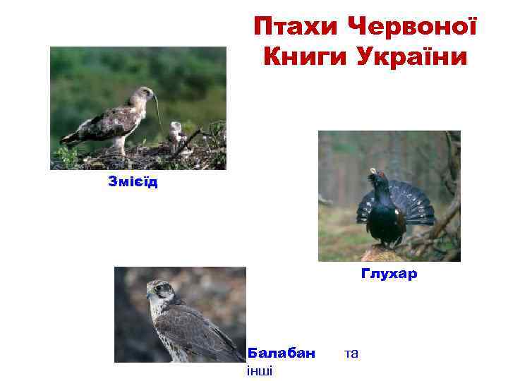 Птахи Червоної Книги України Змієїд Глухар Балабан інші та 