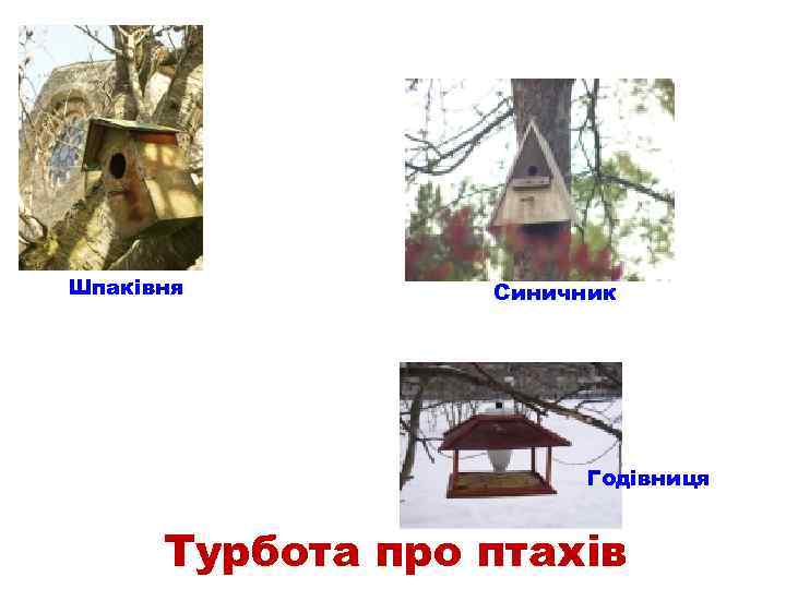 Шпаківня Синичник Годівниця Турбота про птахів 