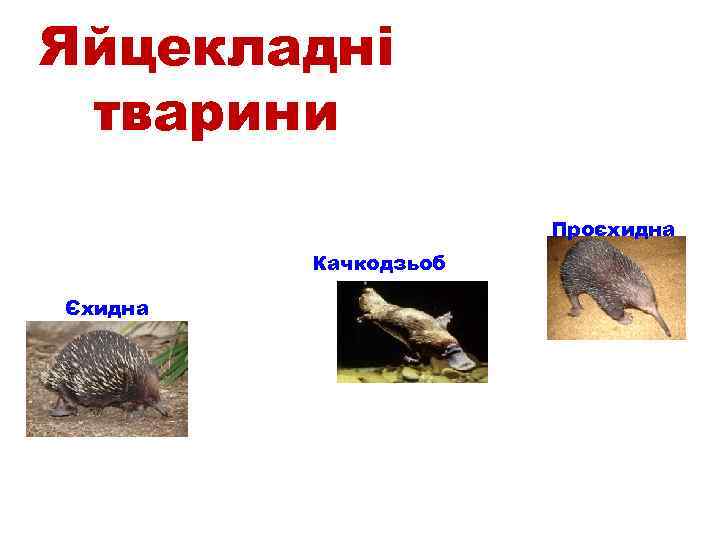 Яйцекладні тварини Проєхидна Качкодзьоб Єхидна 