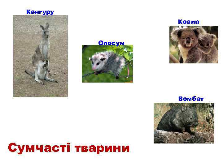 Кенгуру Коала Опосум Вомбат Сумчасті тварини 