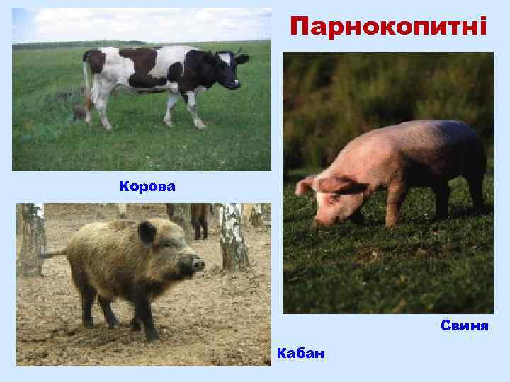 Парнокопитні Корова Свиня Кабан 