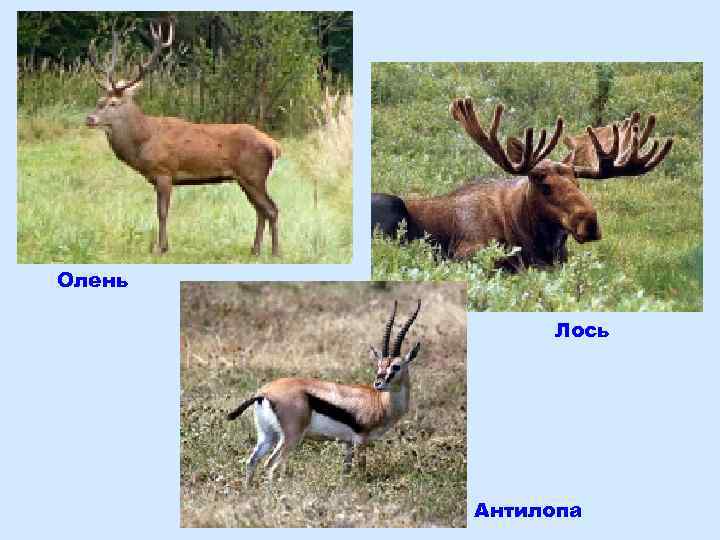 Олень Лось Антилопа 