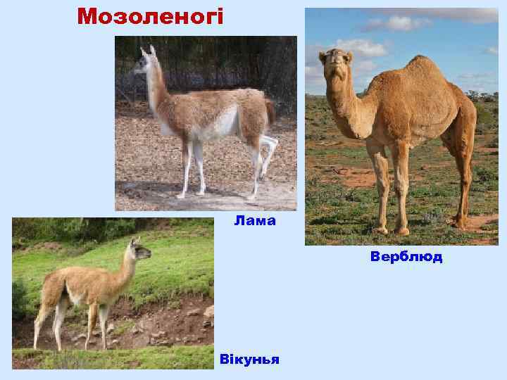 Мозоленогі Лама Верблюд Вікунья 