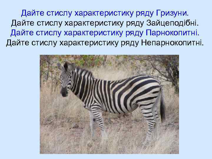 Дайте стислу характеристику ряду Гризуни. Дайте стислу характеристику ряду Зайцеподібні. Дайте стислу характеристику ряду