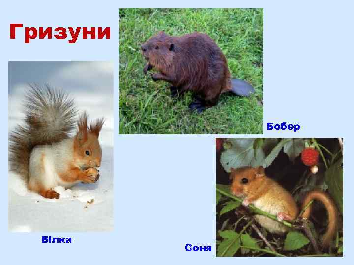 Гризуни Бобер Білка Соня 