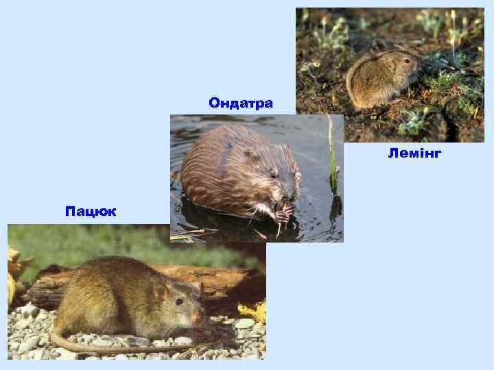 Ондатра Лемінг Пацюк 