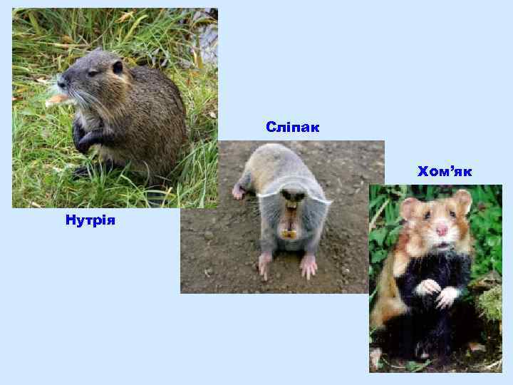 Сліпак Хом’як Нутрія 