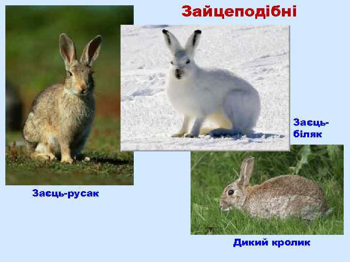 Зайцеподібні Заєцьбіляк Заєць-русак Дикий кролик 